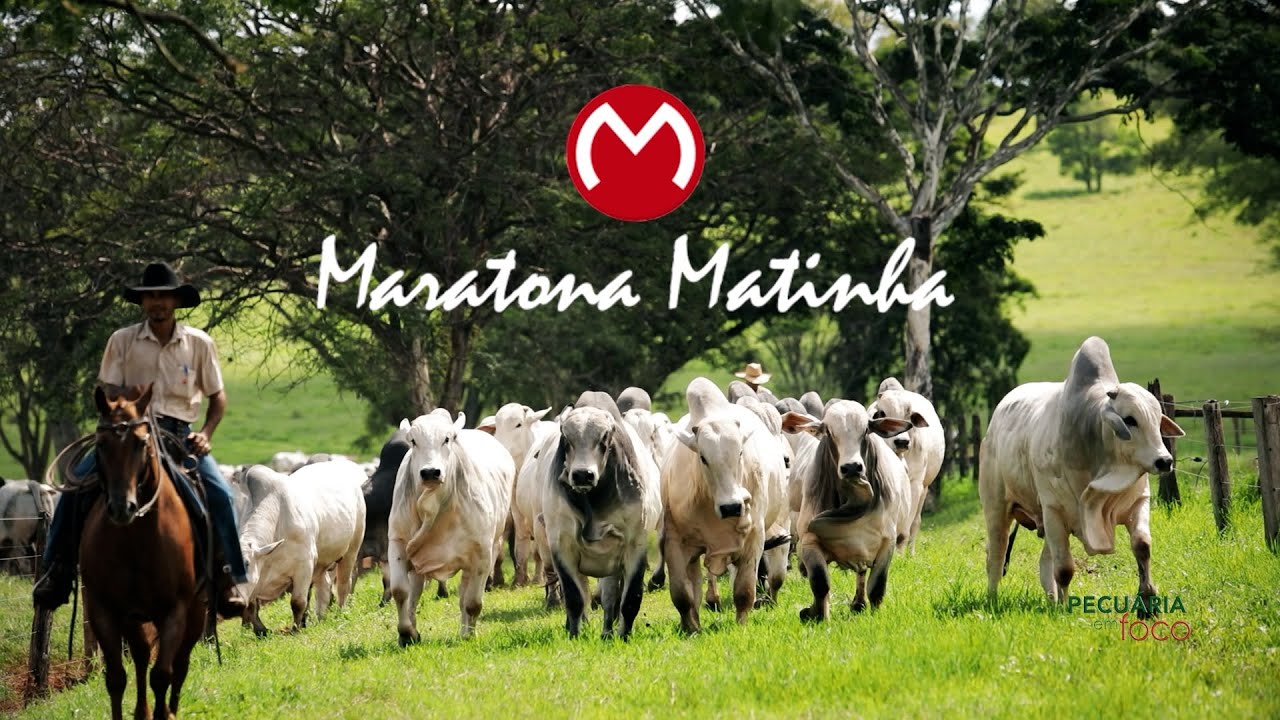 PECUÁRIA EM FOCO - LEILÃO VIRTUAL MARATONA MATINHA 2024