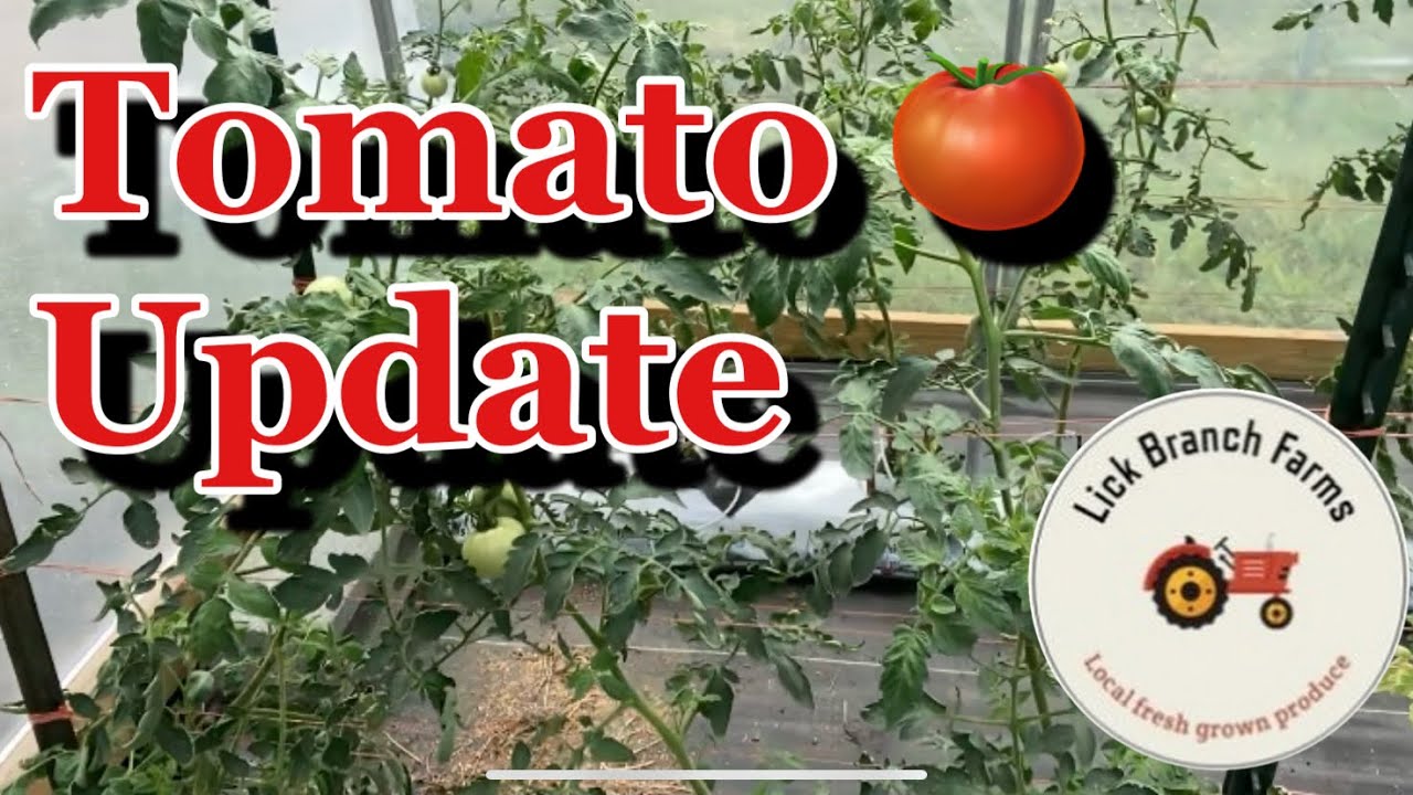 Tomato Tunnel update / new Hydroponic light set-up.