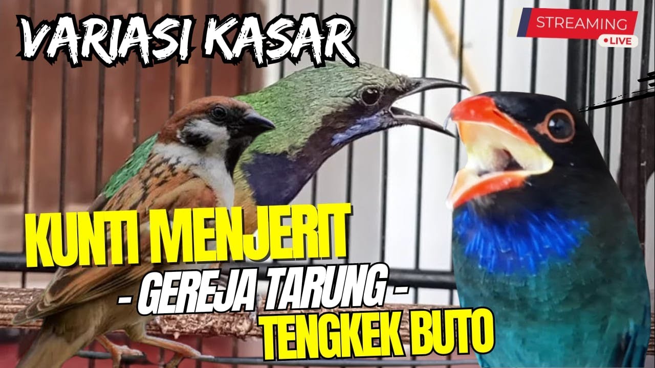 MASTERAN KOMBINASI KASARAN!! GEREJA TARUNG - TENGKEK BUTO - CUNGKOK MENJERIT - BIKIN BURUNG JUWARA