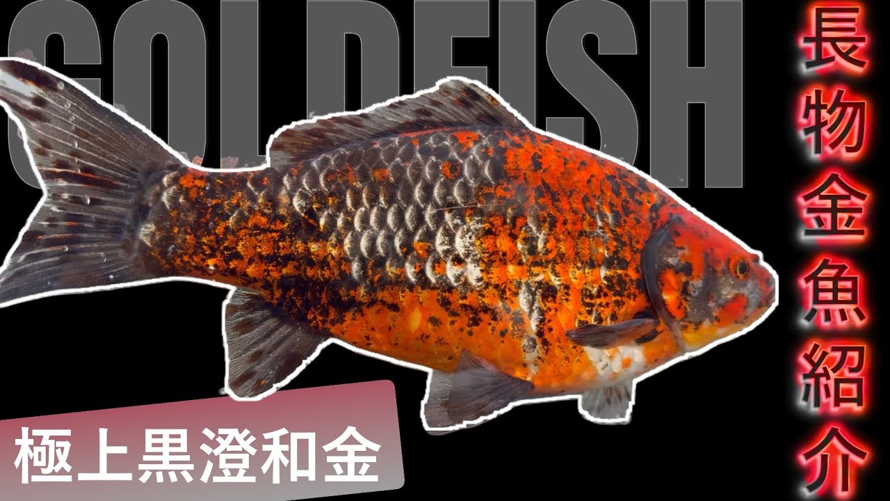 存在感抜群の金魚 黒墨和金【家の長物金魚紹介】