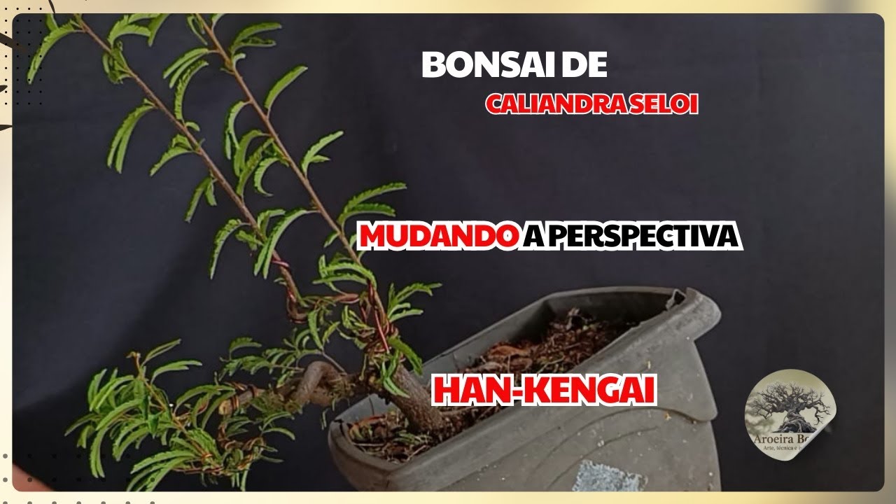 Mudando a perspectiva - aderindo a um novo estilo para essa Caliandra Seloi, o Han-kengai.
