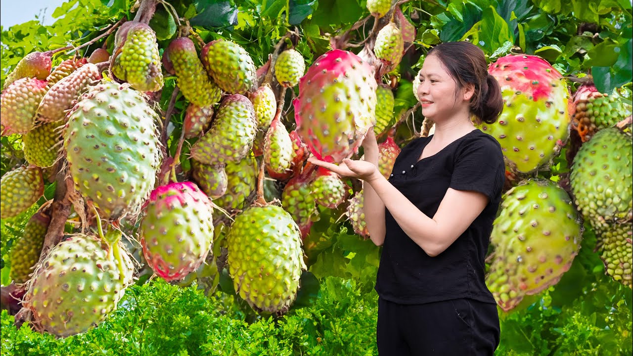 WOMEN Harvesting Wild Dragon Fruit Goes to Market Sell - Harvesting and Cooking | Hồng Ca Harvesting