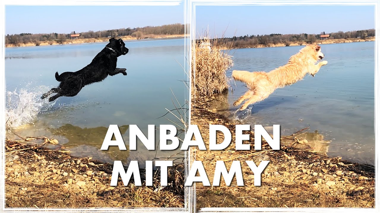 Cedric der Labrador - 153 | Anbaden mit Amy