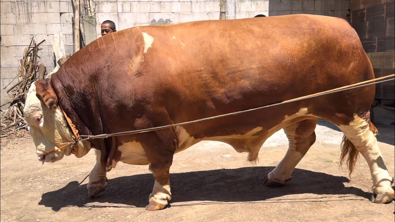 SAPI RAKSASA NGAMUK TAK SABAR IKUT KONTES 🔥🔥