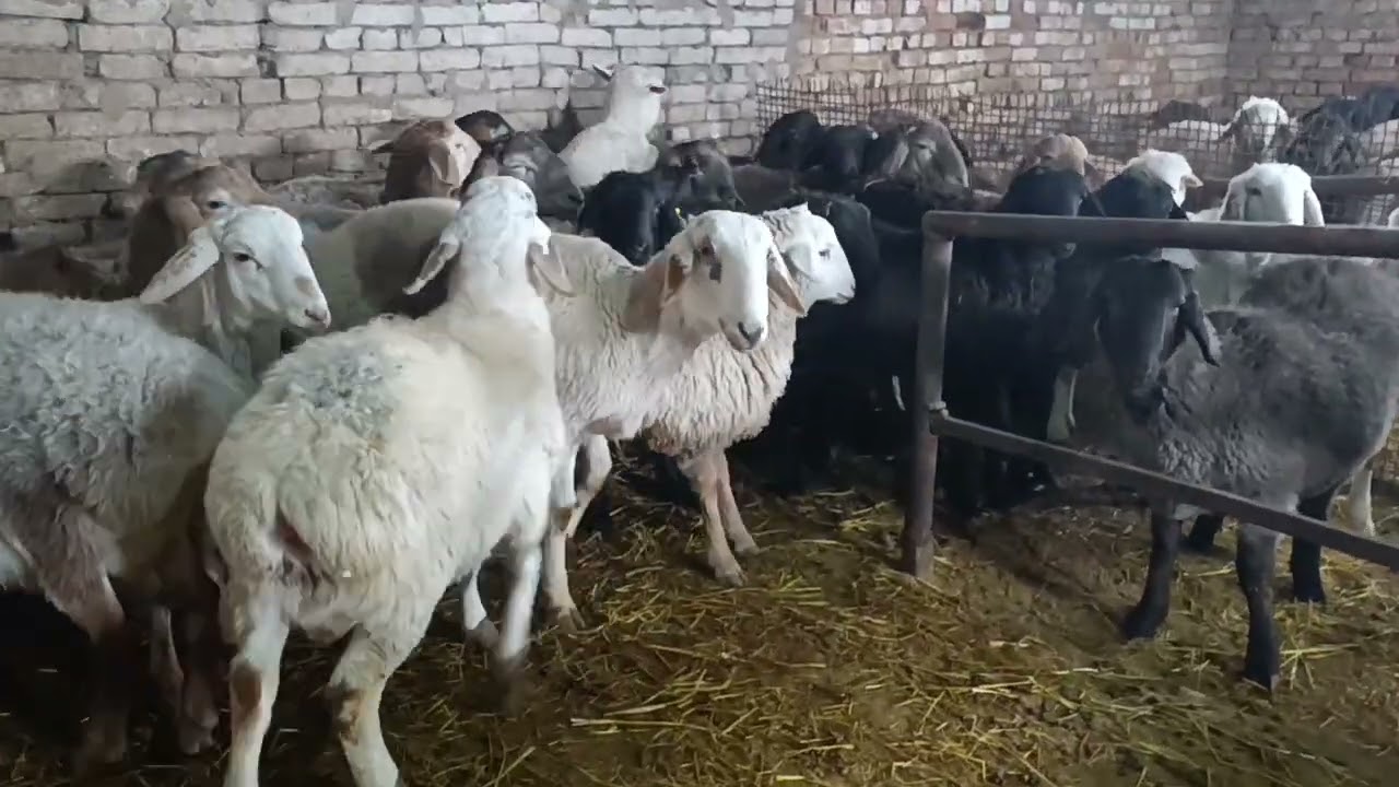 Семиз козулар 0707708160