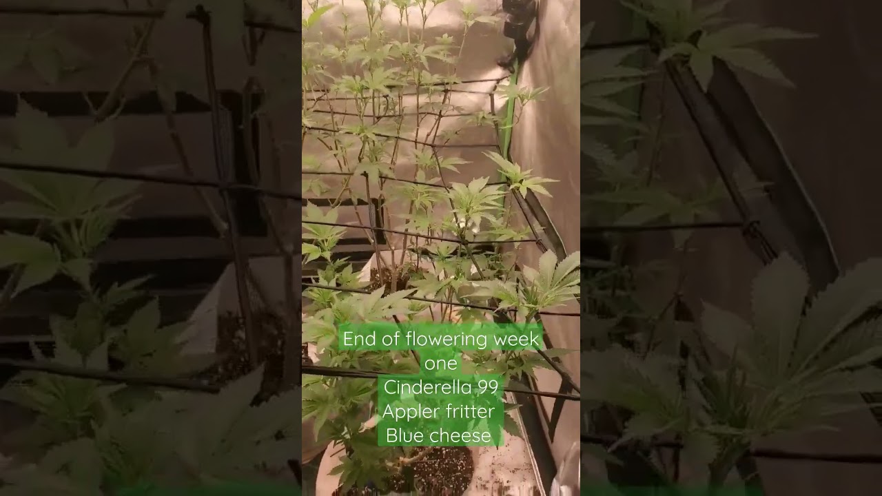 End of flowering week one with Cinderella 99, apple fritters and blue cheese!