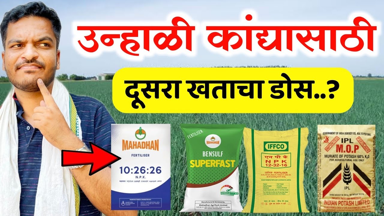 उन्हाळी कांद्यासाठी खताचा दुसरा डोस कोणता द्यावा / Kanda khatacha dusra dos | Krushimitra Vishal