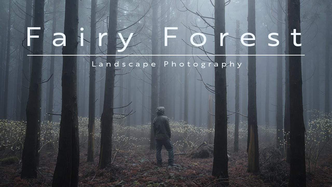 【Fujifilm GFX100S】Fairy Forest~精霊と巨木の棲む森~【風景写真】