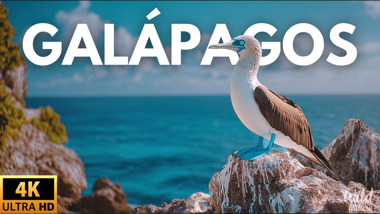 ILHAS GALÁPAGOS - O BERÇO DA VIDA SELVAGEM | Documentário Completo
