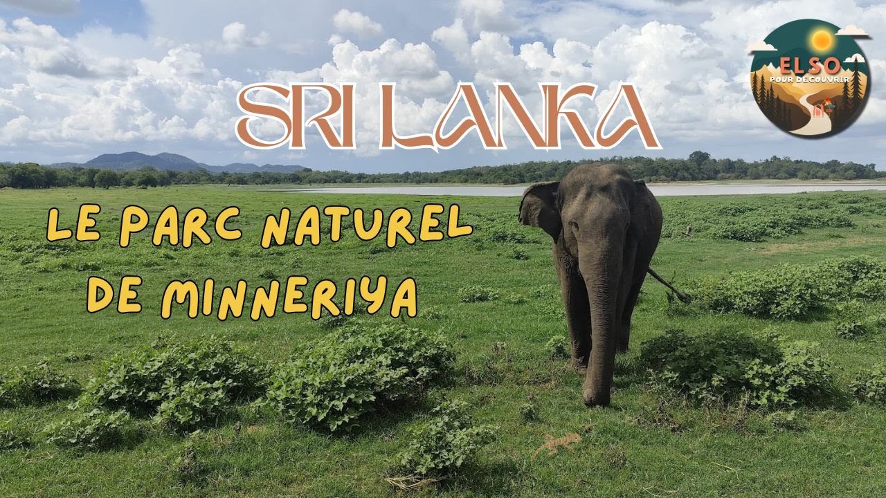 Voyage au Sri Lanka - 🎥 Safari à Minneriya 🇱🇰