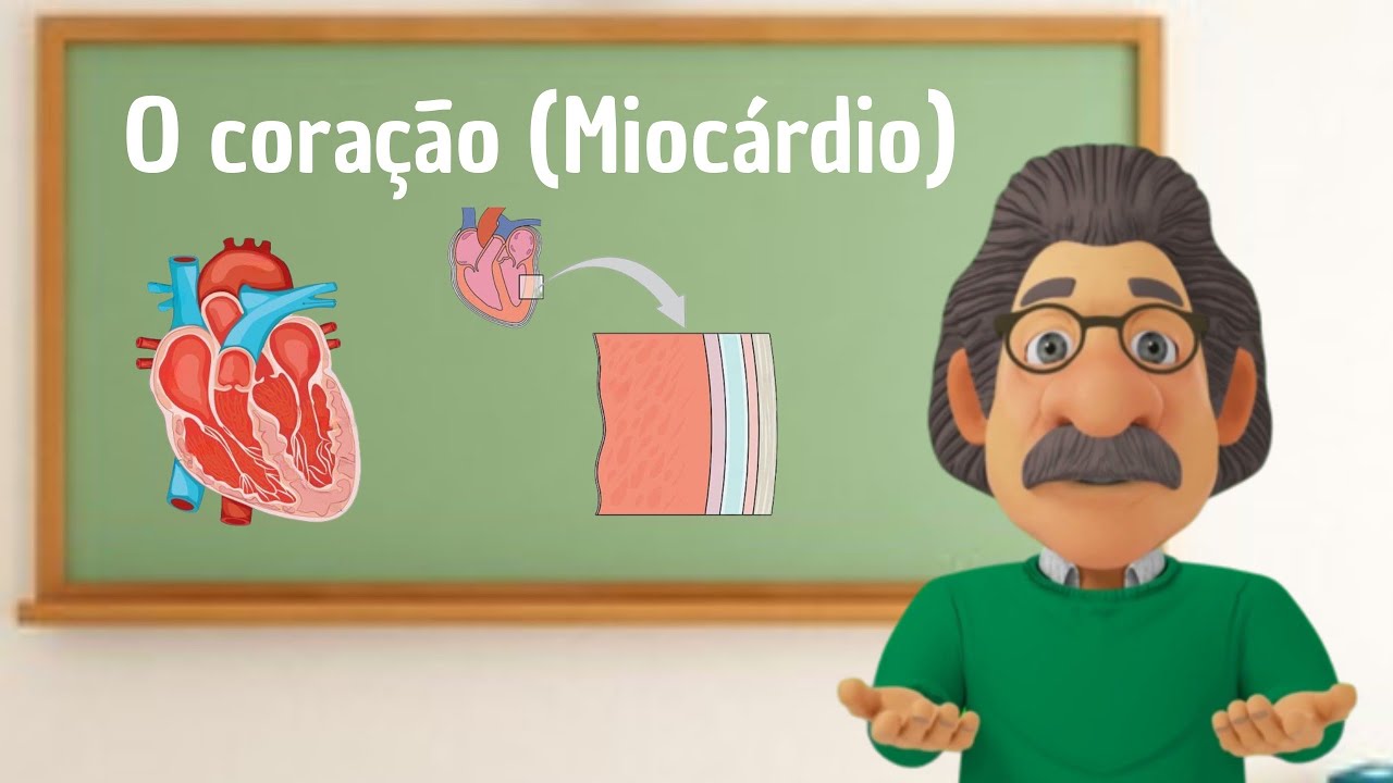 O Coração (Miocárdio) Função, camadas e anatomia