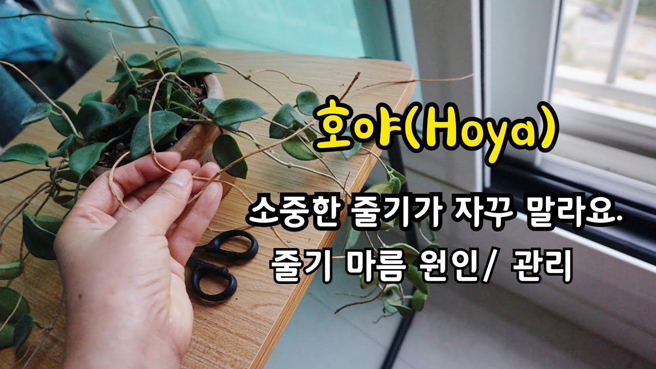 #호야 #Hoya 잘 뻗던 줄기가 갑짜기 말라가요. (원인/ 관리해 주기)