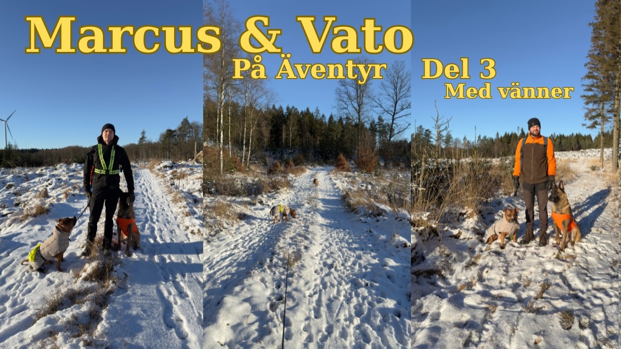 Vinterpromenad med hundarna i skogen. Gör upp eld och steker bröd i -9°C #vlog