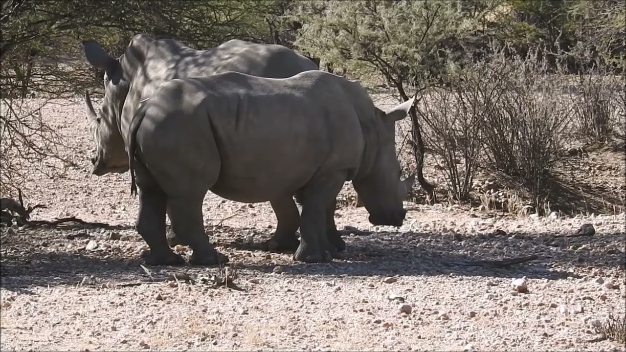 Namibia 2024, Waterberg Guestfarm bis Okapuka Safari Lodge