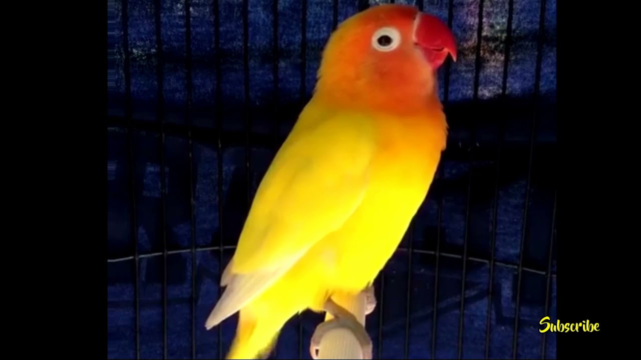 Masteran Lovebird Jantan Konslet Suara Minor. . Lovebird Lain Auto Nyautin.