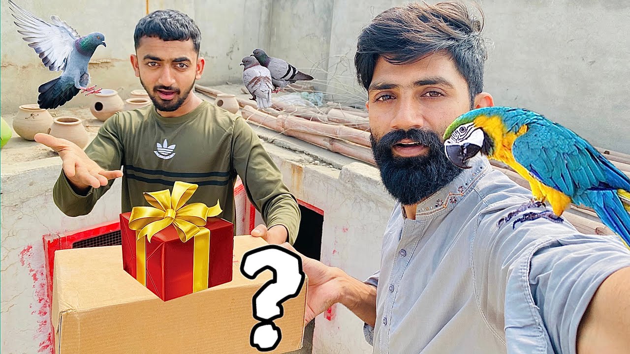 Nayab Gift Mil Gaya 😱 Mystery Box Unboxing | Birds Cage Setup