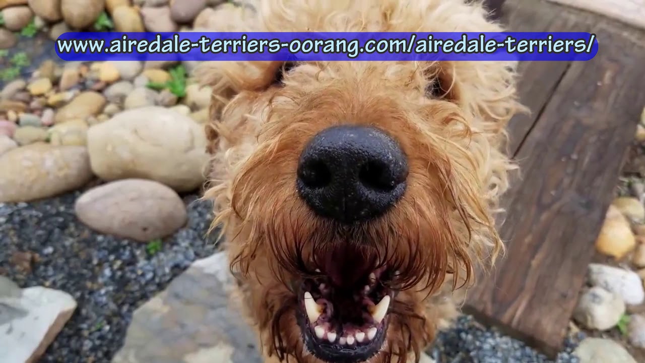 Southern California Airedale Terriers 4k