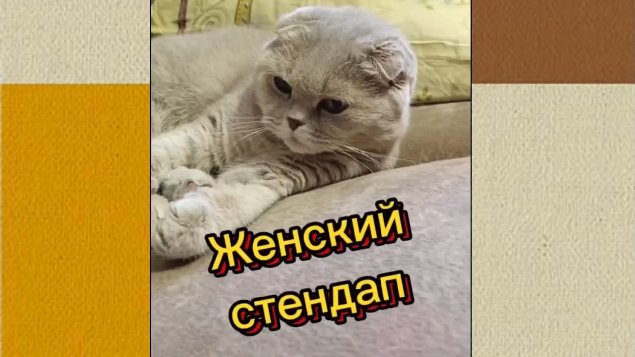 КОШКИ С ОЗВУЧКОЙ. ЖЕНСКИЙ СТЕНДАП.