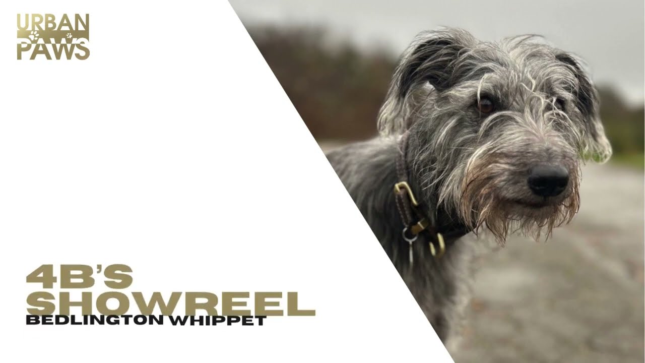 4B (Bedlington Whippet) - Showreel
