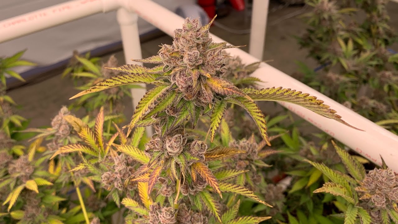 Letting the Smoke Speak for Itself: Tropicana Cookies f2 by Oni Seed co.