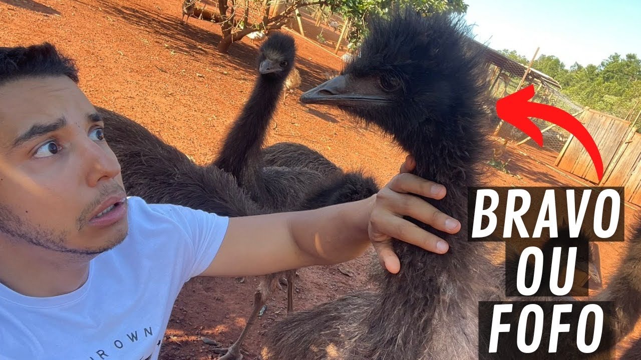 Criação de Emu Australiano da Quinta do Couto | Aves Recriar