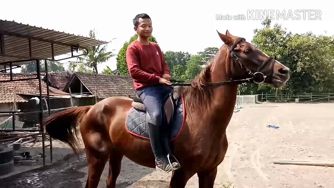 Mengenal Kuda dan Tutorial Dasar Mengendalikan Kuda - Kampus Kuda Klaten
