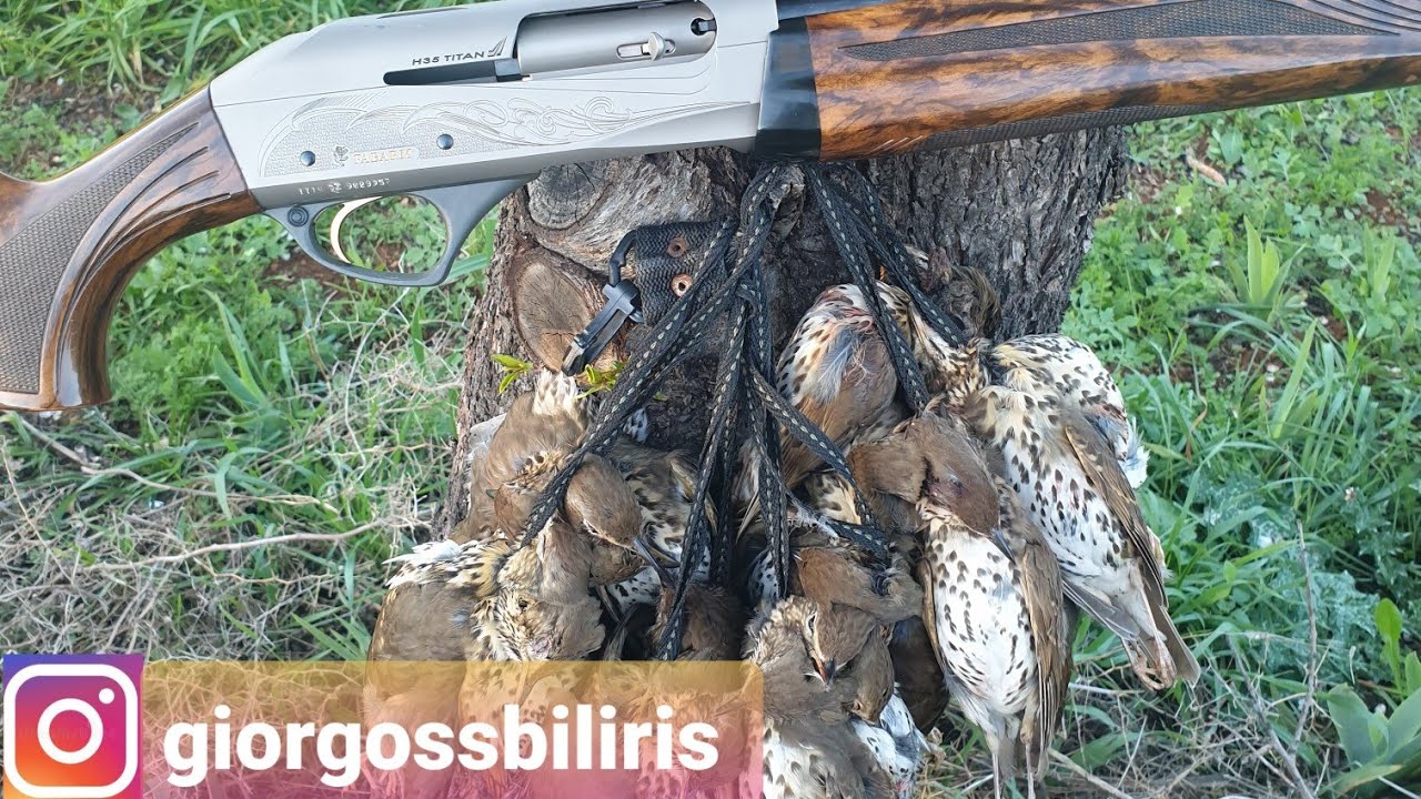 Κυνήγι Τσίχλας: Fabarm H 35 Titan.. hunting turdus
