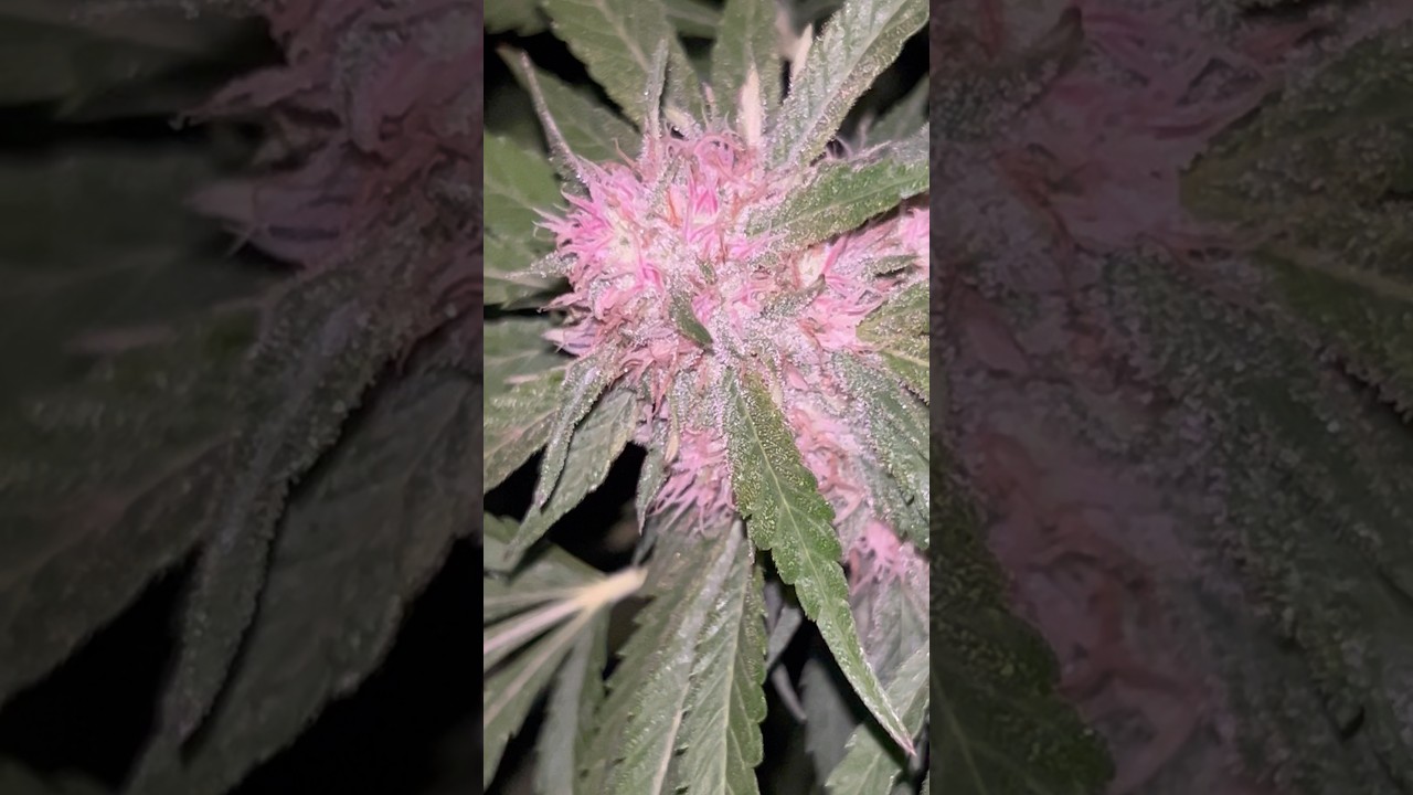 Pink Candy x Super Lemon Haze de GreenHouseSeeds | Oruga Nocturna #shorts #cannabiseducation