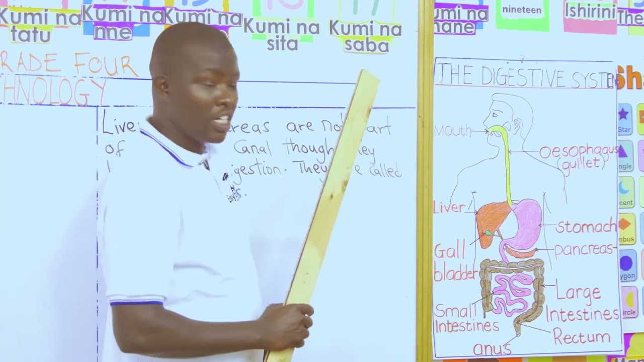 How to identify parts of the human digestive system | CBC Grade 4 Science and Technology