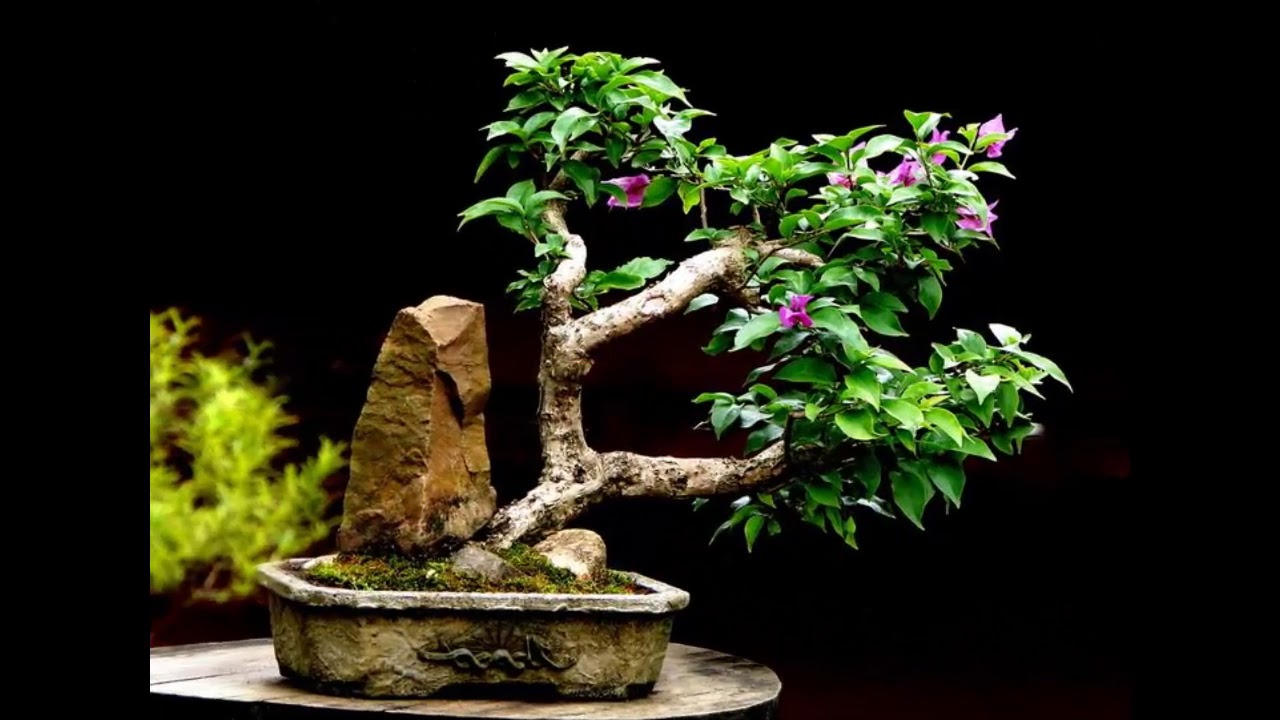 Outdoor Bonsai Trees - indoor species #6
