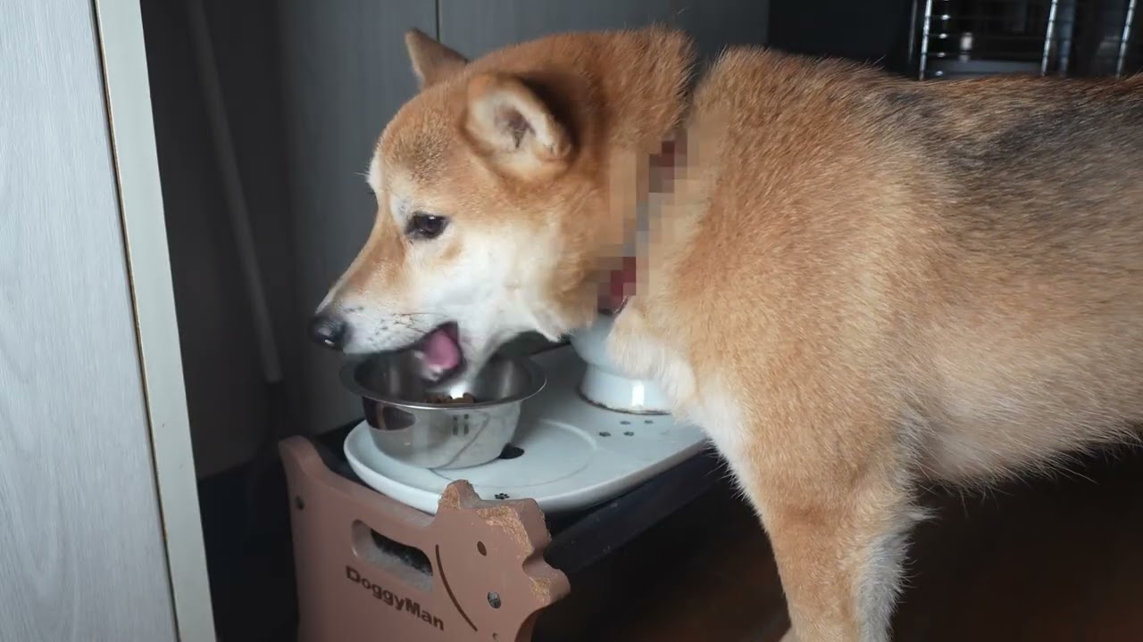 のんびり過ごす柴犬こむぎくん