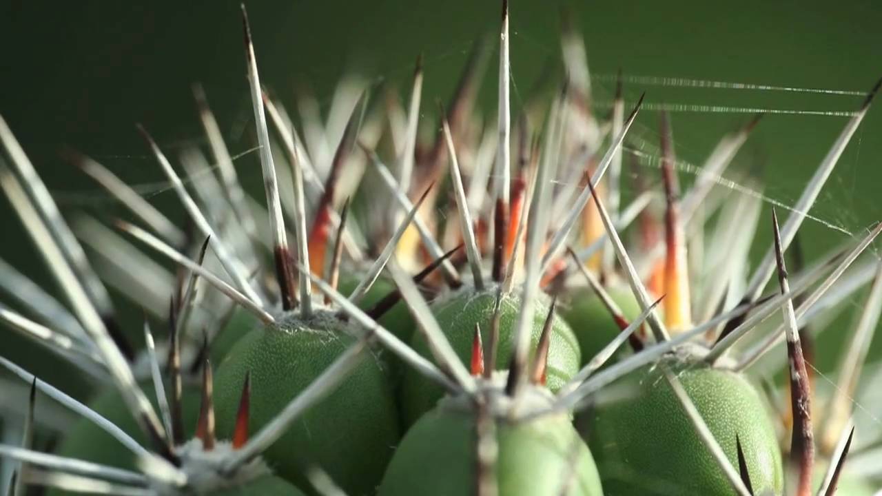 Arikok National Park flora and fauna (Music: Datapanik) Aruba