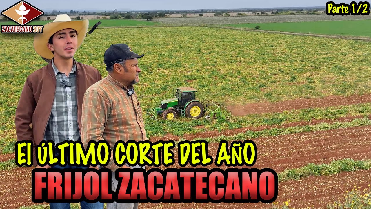 FRIJOL SIN FERTILIZAR en esto resulta 