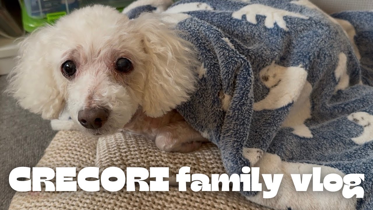 【Family vlog】クレアさん…認知症の初期症状かも🐶💦ママが家族の笑顔の為に頑張る2日間👩💕#トイプードル#愛犬との暮らし #主婦の日常 #コストコ 