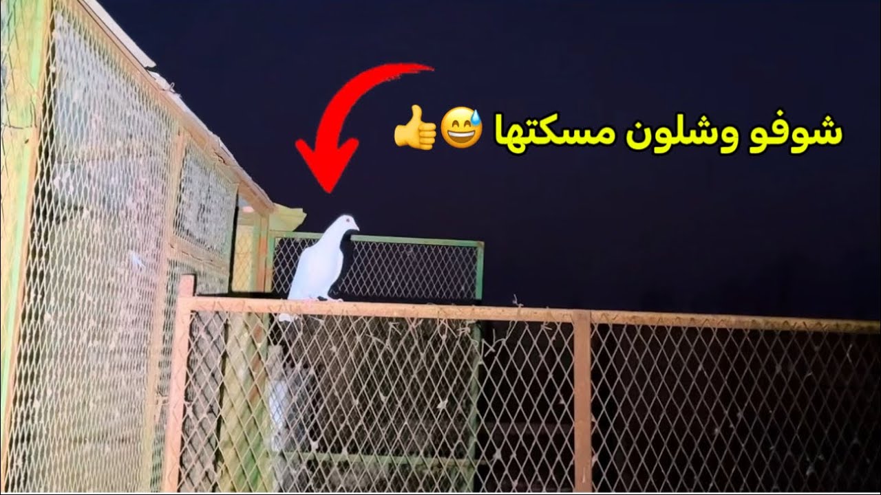 نتفرج على طيور المزرعه حمام دجاج رومي بط 😇👍