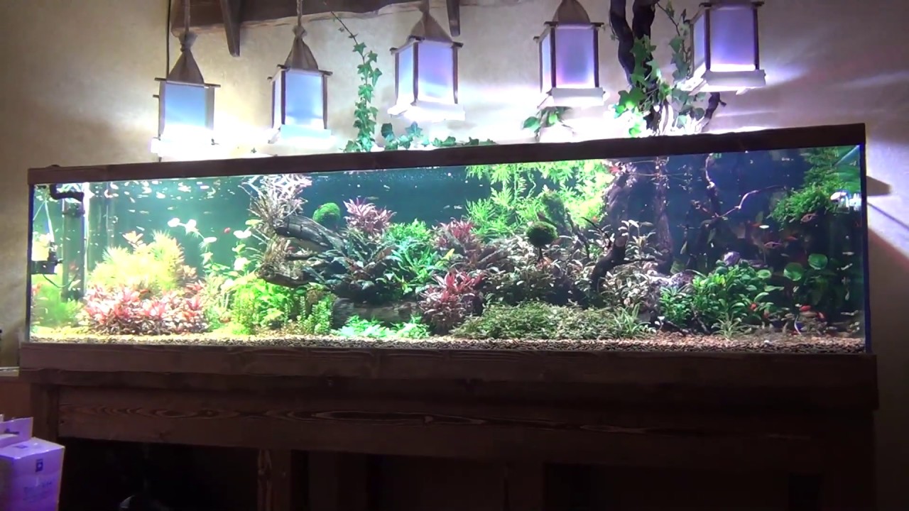 Запуск и обслуживание аквариума травника.