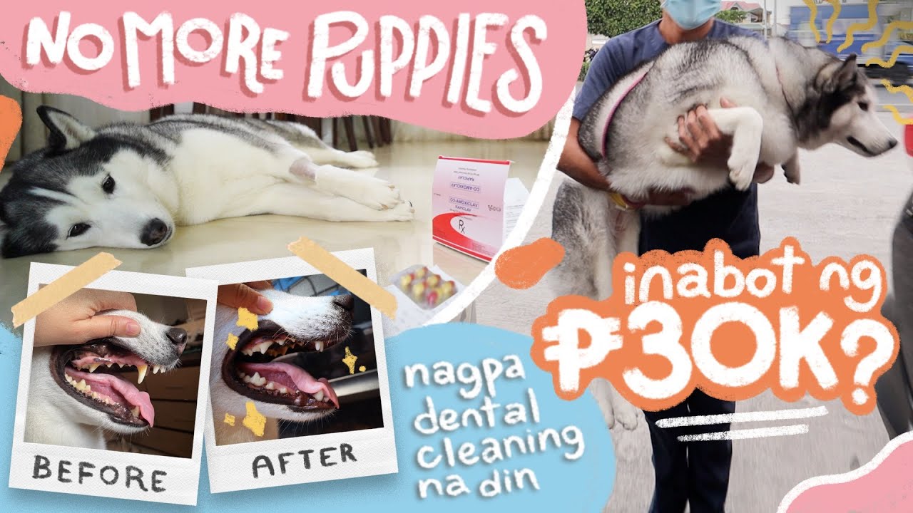 WALA NG MATRES SI SUGAR! (SPAY SURGERY AND RECOVERY)