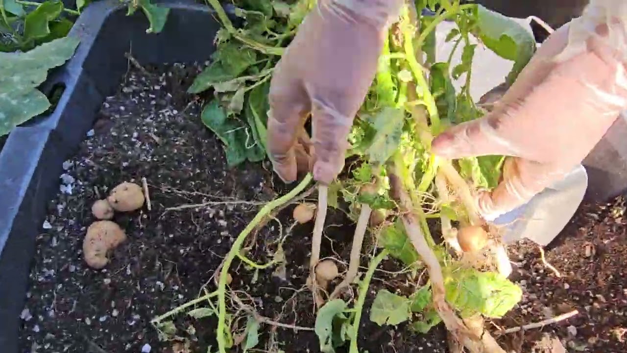 Potatoes & Waterleaf Plants Growing In The Compost In Place Containers 