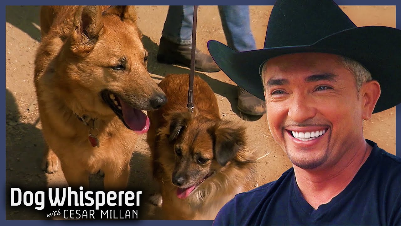 Cesar Millan Helps Terrified Dogs Conquer Biggest Fear | S5 EP10 Full Episode | Dog Whisperer