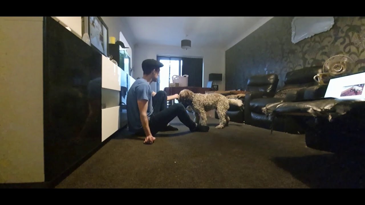 Novice Masters 30 Tricks Lagotto Romagnolo