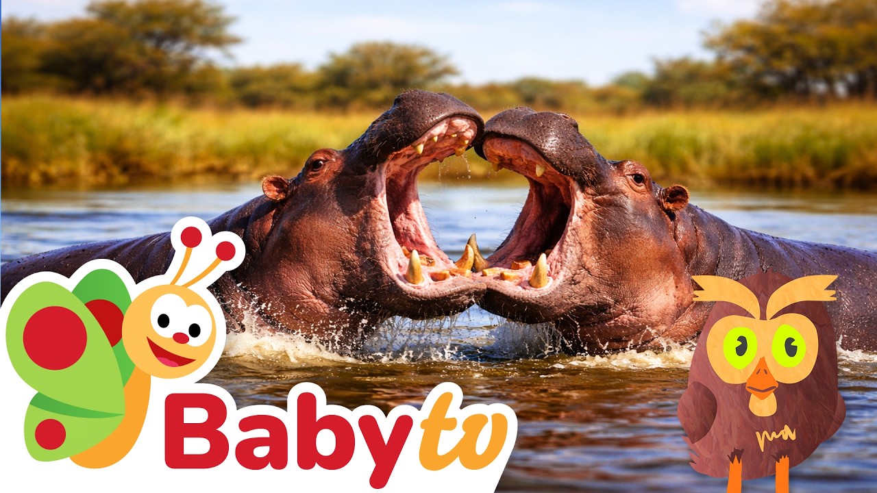 Hippopotames - Vie entre l’eau et la terre 🦛🌊 | Explore le royaume animal @BabyTVFR