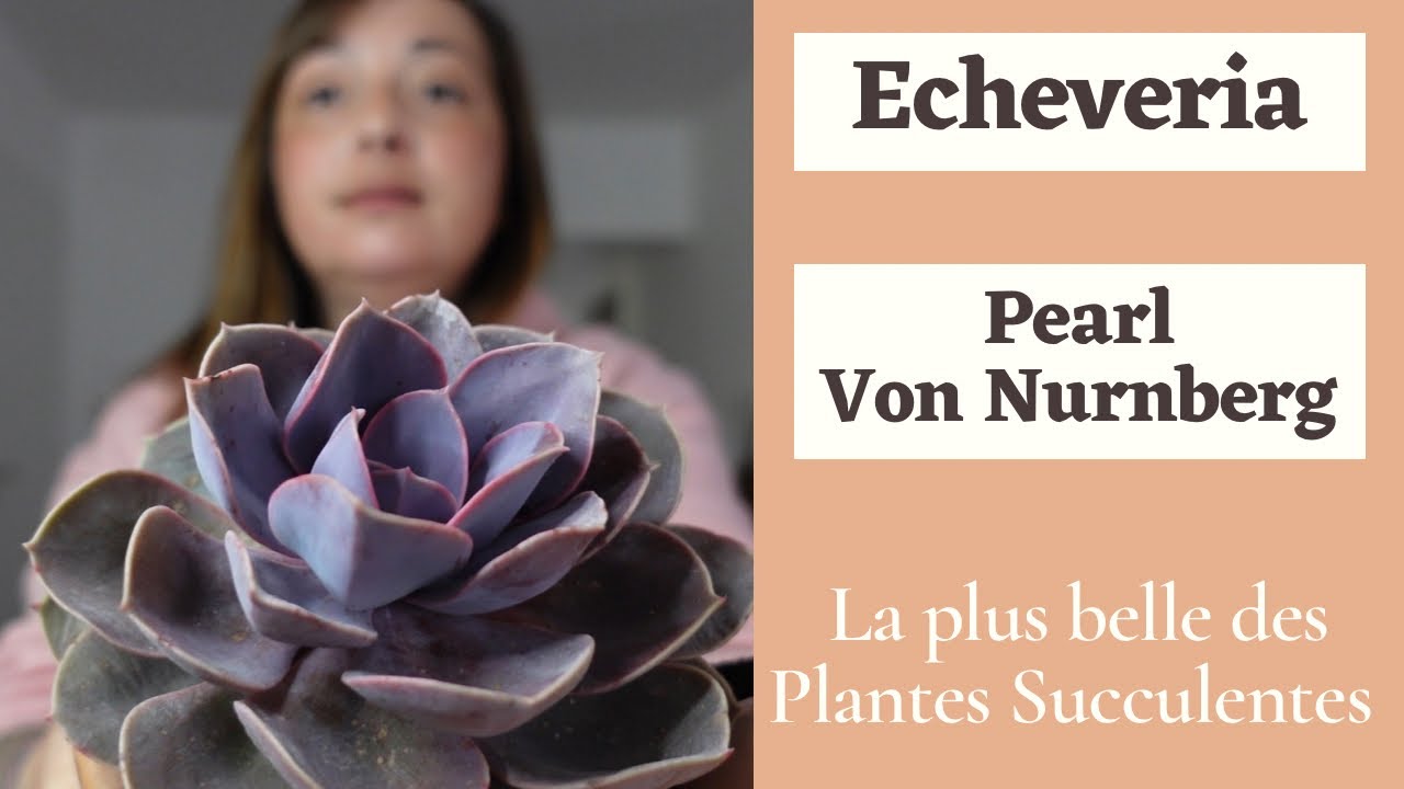 L'ECHEVERIA PEARL VON NURNBERG | #plantesucculente | CULTURE ET ENTRETIEN | LE PETIT JARDIN DE BOB