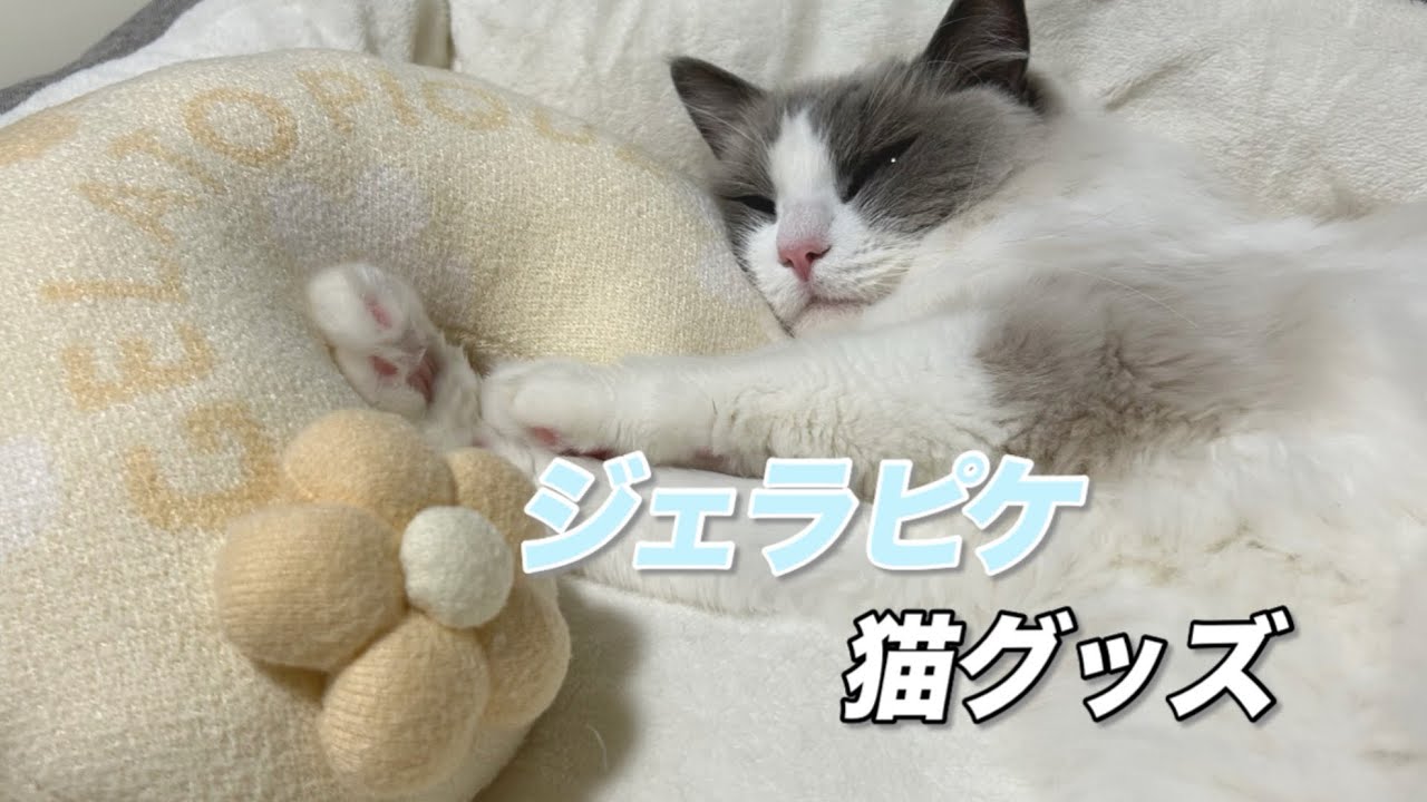 【購入品紹介】ジェラピケの猫グッズが可愛すぎた🐾/gelato pique Cat Goods Are Too Cute!