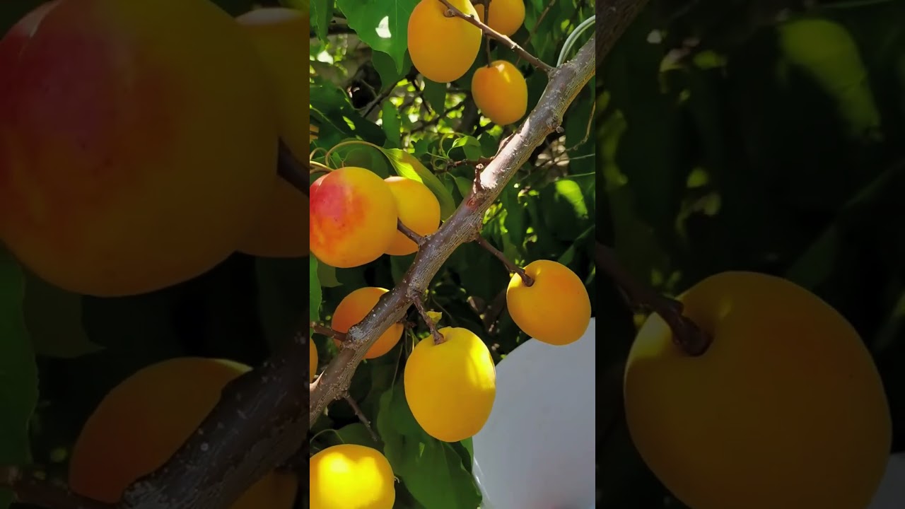 Yat ma ki lwongo ni Rock Sugar Crispy Jujube Tree Saplings 