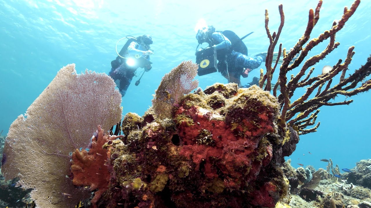 Coral Health Chemistry: Give reefs a chance