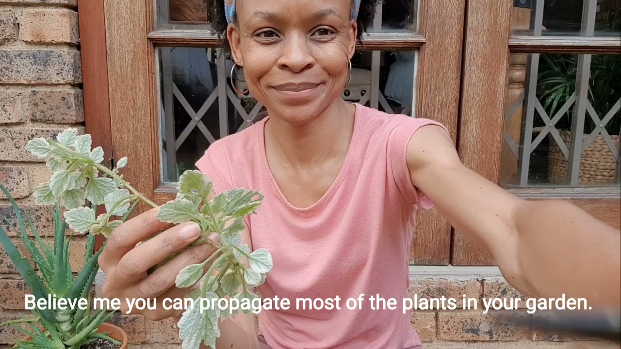 Propagating Garden Plants | White-Edged Swedish Ivy | Outdoor Plants Propagation