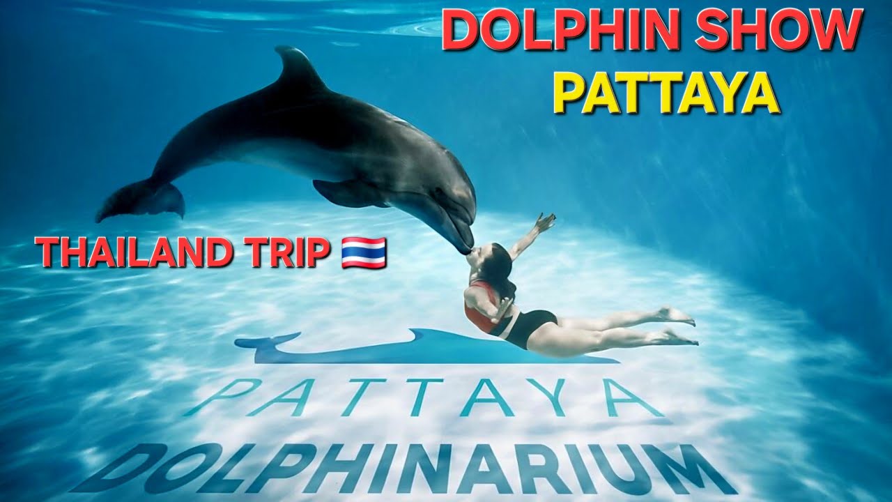 DAY 3 DOLPHIN SHOW PATTAYA | THAILAND TRIP 🇹🇭 | #bangkokthailand #dolphin #dolphinshow #pattaya 