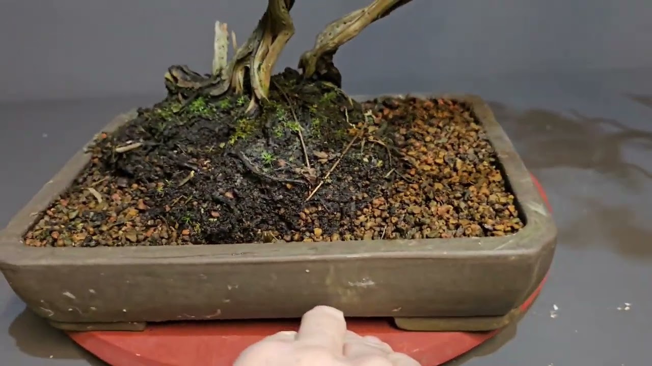 BONSAI Rohmaterial - Kaufen oder eher nicht -  only  for beginners  - V26-003