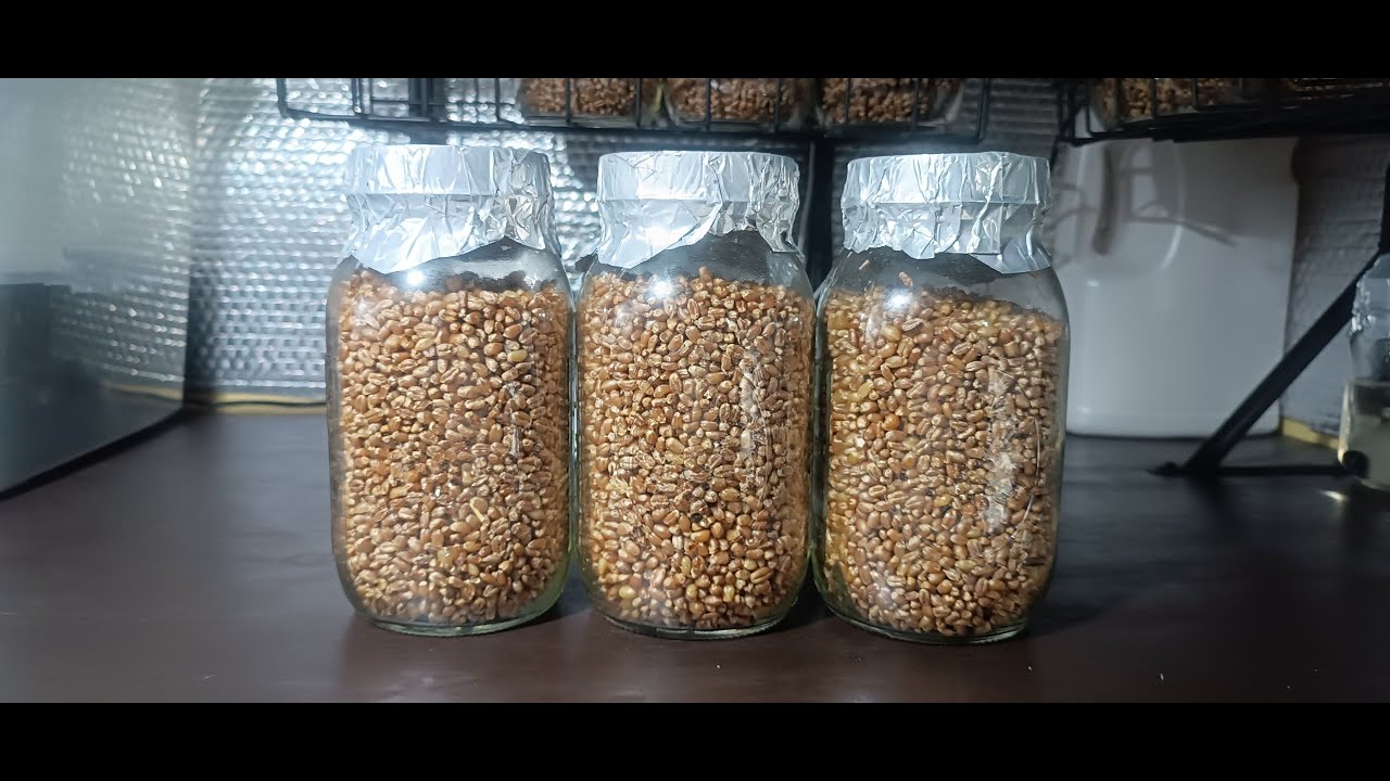 preparacion y esterilizacion de grano( TRIGO) para spawn