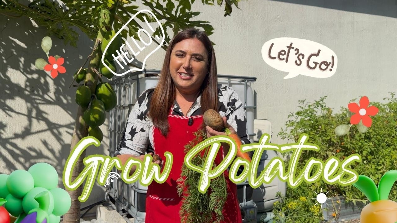 I Finally Grew Potatoes in South Florida (After many fails!) —  Growing Potatoes in Hot Climates
